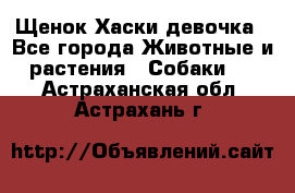 Щенок Хаски девочка - Все города Животные и растения » Собаки   . Астраханская обл.,Астрахань г.